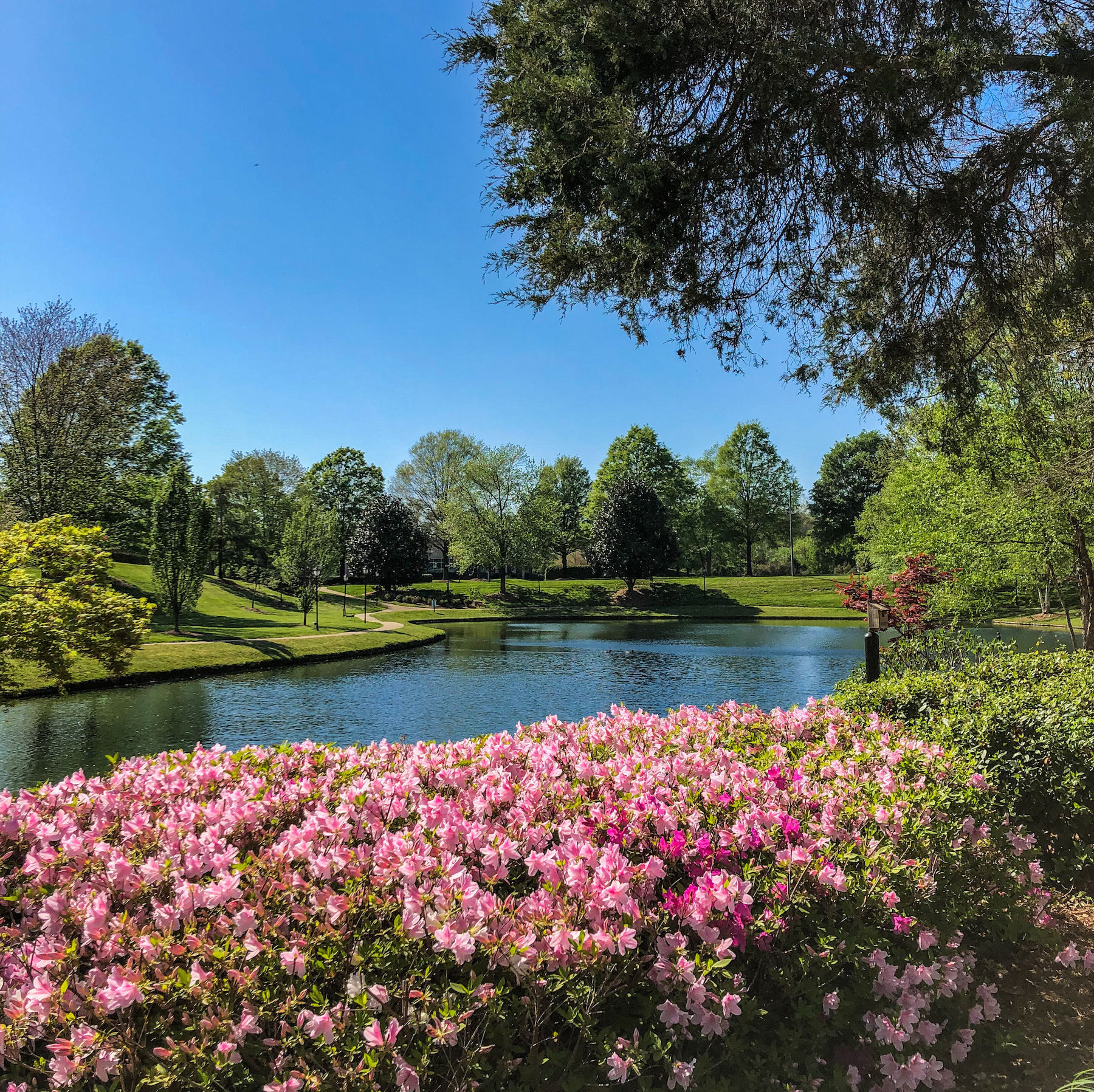 Cullman Park Flowers3