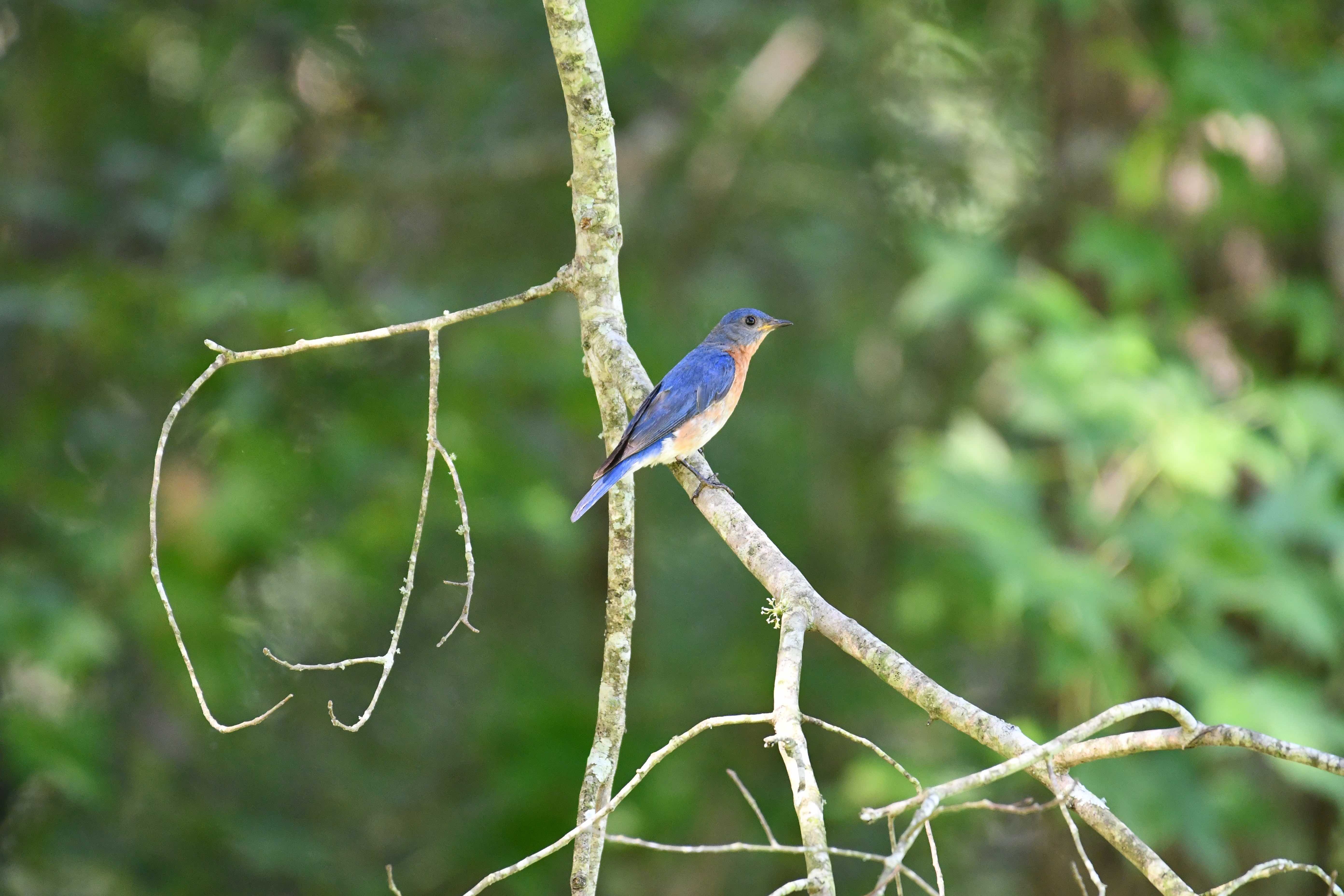 Bluebird image