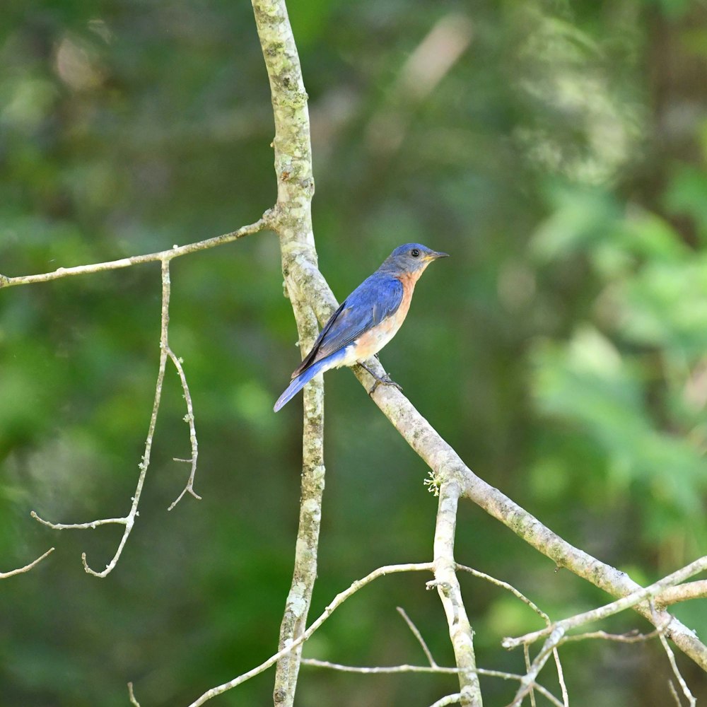 Bluebird image