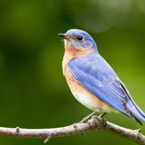 Article Thumbnail for Bluebird Box Cleanup