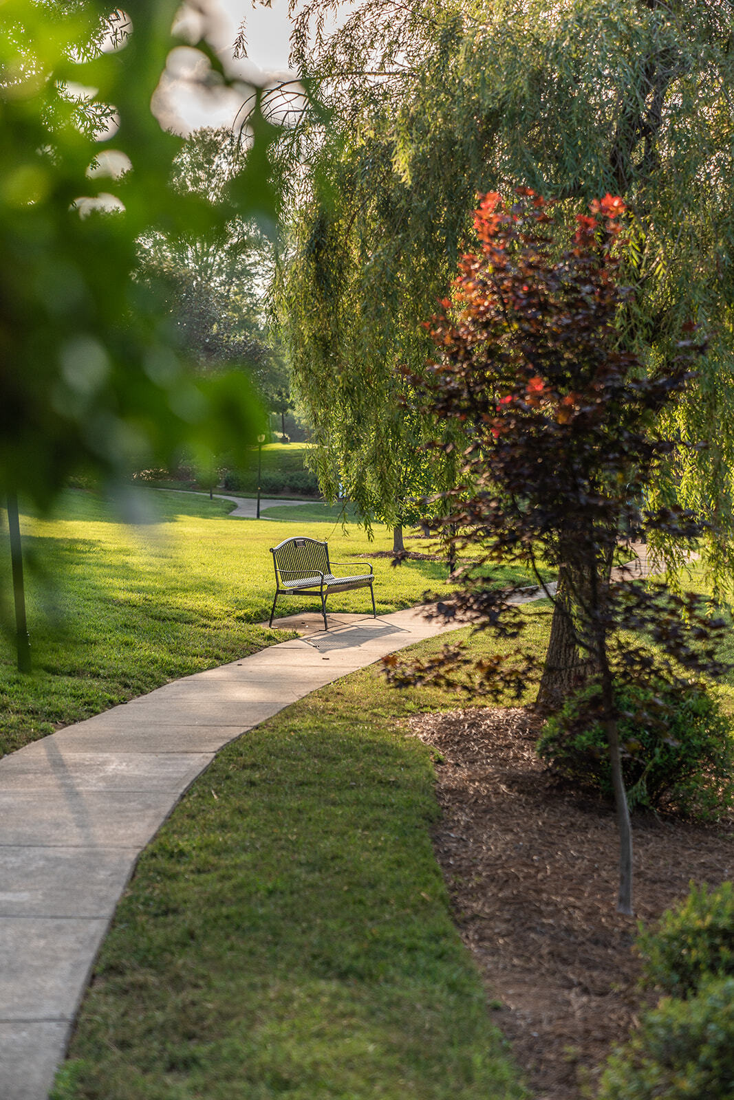 Cullman Park trees and bench5